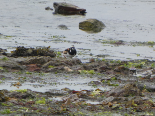 iNaturalist image