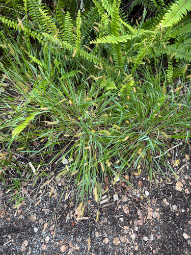 Setaria parviflora observed 2026-07-26