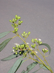 Eucalyptus leucophylla