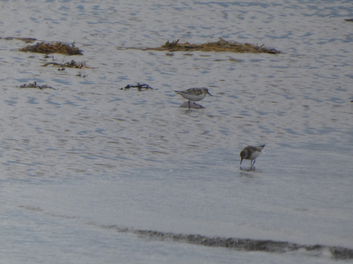 iNaturalist image