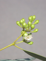 Eucalyptus leucophylla
