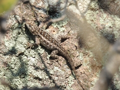 Sceloporus spinosus