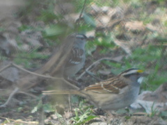 Zonotrichia leucophrys