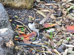 Mimus parvulus parvulus