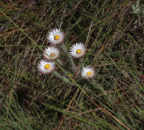 Helichrysum adenocarpum, photograph 3