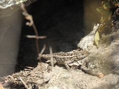 Sceloporus spinosus