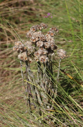 Helichrysum appendiculatum