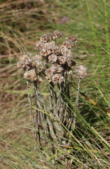 Helichrysum appendiculatum