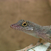 Hispaniolan Gracile Anole - Photo (c) John Triffo, some rights reserved (CC BY-NC)