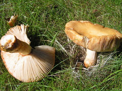 Russula mutabilis