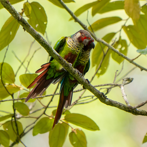 Subandean Parakeet (Pyrrhura subandina), photo 2