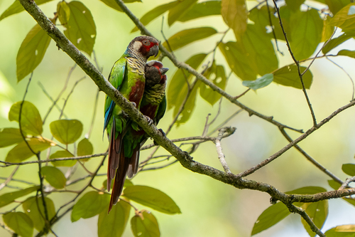 Subandean Parakeet (Pyrrhura subandina)