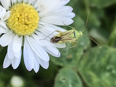 Closterotomus