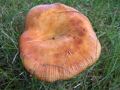 Russula mutabilis