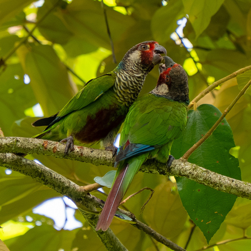 Subandean Parakeet (Pyrrhura subandina), photo 9