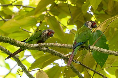 Subandean Parakeet (Pyrrhura subandina), photo 8