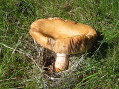 Russula mutabilis