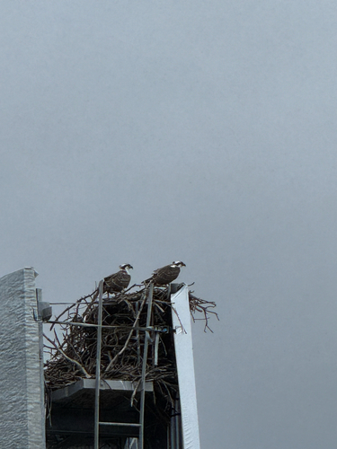 iNaturalist image