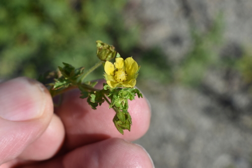 Bushy Cinquefoil