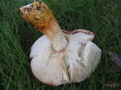Russula mutabilis