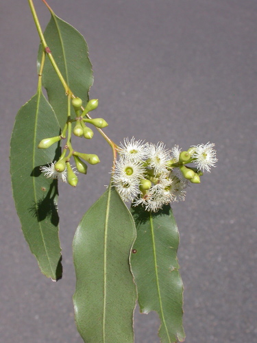 Nanango Ironbark (Eucalyptus melanoleuca)