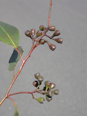 Eucalyptus melanoleuca