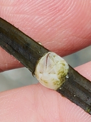Balanus crenatus