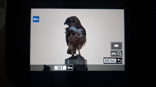Short-toed Snake-Eagle