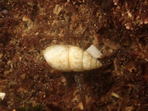 Odostomia observed 2026-07-17