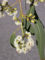 Eucalyptus ophitica