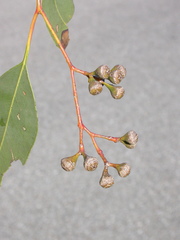 Eucalyptus ophitica