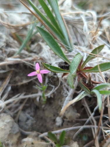 Zeltnera exaltata observed 2026-07-27