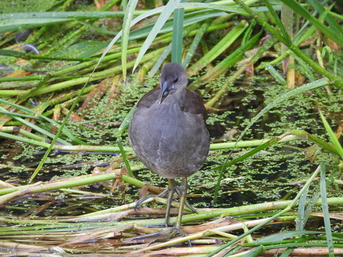 iNaturalist image