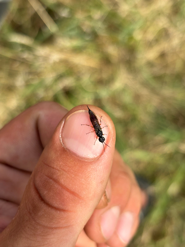 willow wood wasp