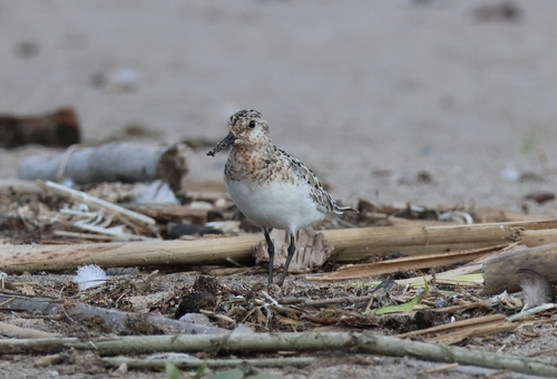 iNaturalist image