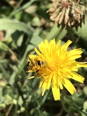 Lasioglossum titusi