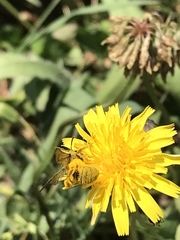 Lasioglossum titusi