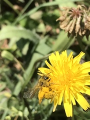 Lasioglossum titusi