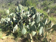 Opuntia × occidentalis