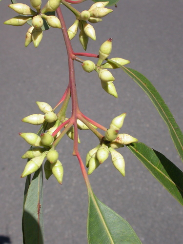 Subspecies Eucalyptus resinifera resinifera · iNaturalist United Kingdom