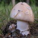 Russula-like Amanita - Photo (c) Erlon Bailey, some rights reserved (CC BY-SA), uploaded by Erlon Bailey