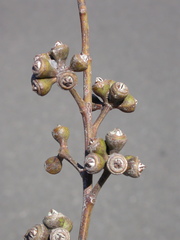 Eucalyptus resinifera