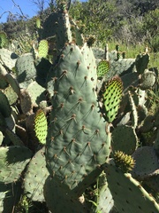 Opuntia × occidentalis