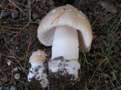 Amanita russuloides