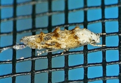 Mompha rufocristatella