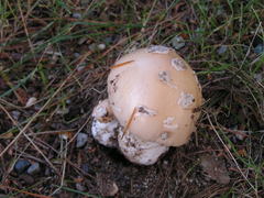 Amanita russuloides