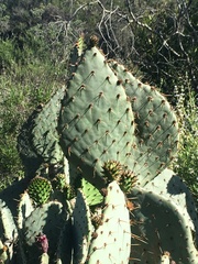 Opuntia × occidentalis