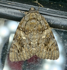 Catocala umbrosa