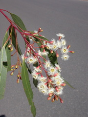 Eucalyptus sicilifolia
