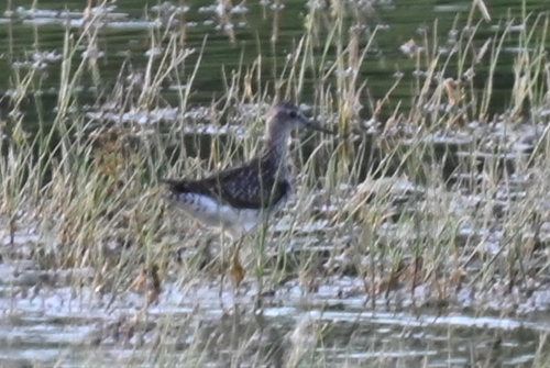 iNaturalist image